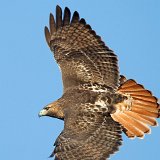 12SB1454 Red-tailed Hawk